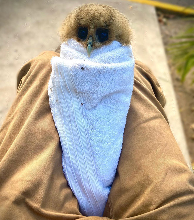 Did You Know? Owls Are Weighed Wrapped Up In Blankets Like Little Bird Burritos!
