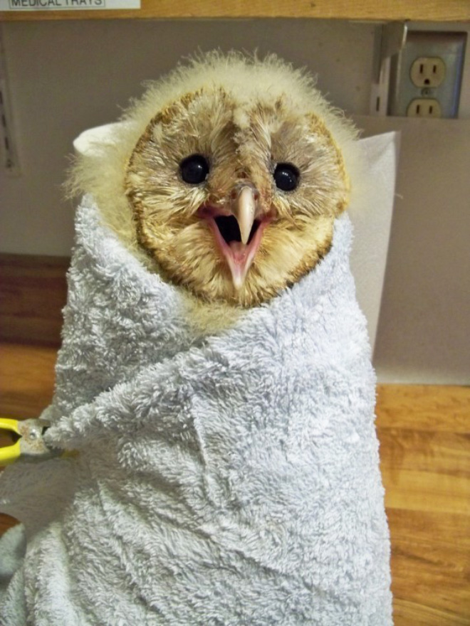 Did You Know? Owls Are Weighed Wrapped Up In Blankets Like Little Bird Burritos!