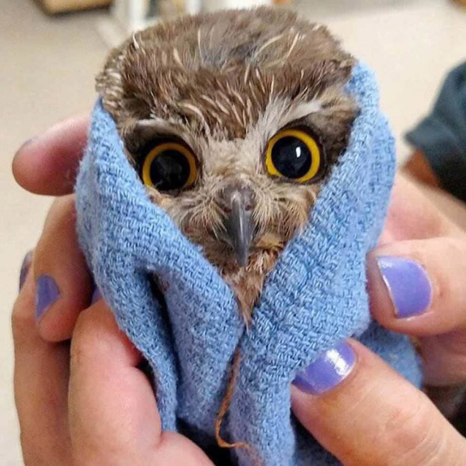 Did You Know? Owls Are Weighed Wrapped Up In Blankets Like Little Bird Burritos!