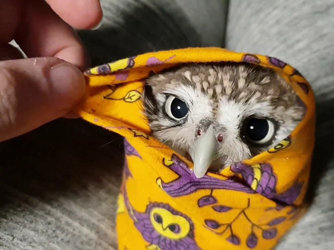 Did You Know? Owls Are Weighed Wrapped Up In Blankets Like Little Bird Burritos!