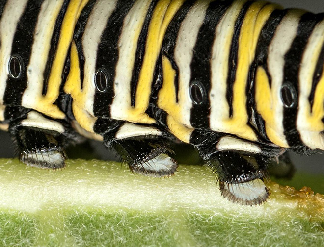Did You Know That Caterpillars Have Adorable Tiny Feet?