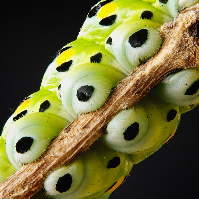 Did You Know That Caterpillars Have Adorable Tiny Feet?