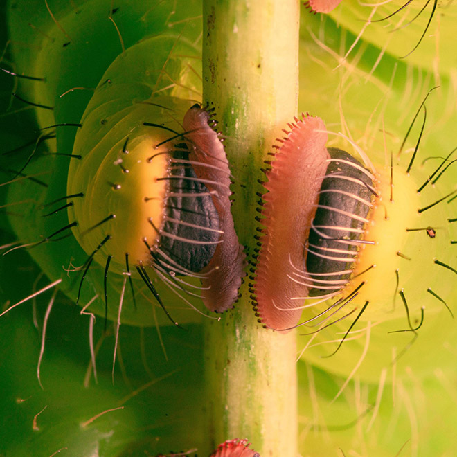 Did You Know That Caterpillars Have Adorable Tiny Feet?