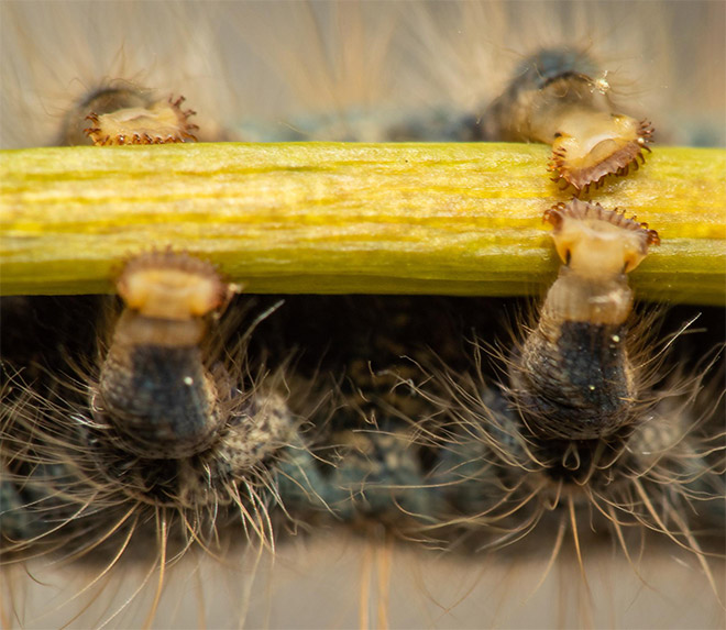 Did You Know That Caterpillars Have Adorable Tiny Feet?