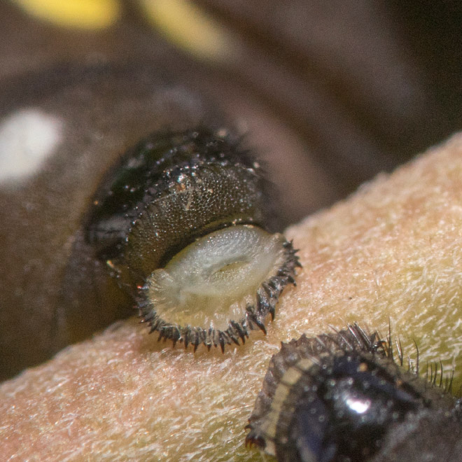 Did You Know That Caterpillars Have Adorable Tiny Feet?