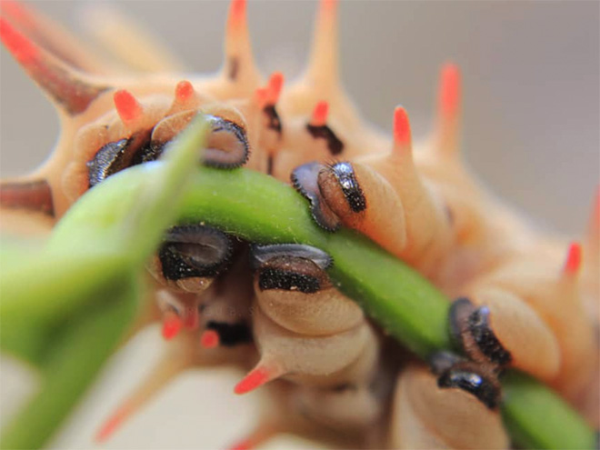 Did You Know That Caterpillars Have Adorable Tiny Feet?