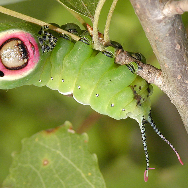 Did You Know That Caterpillars Have Adorable Tiny Feet?