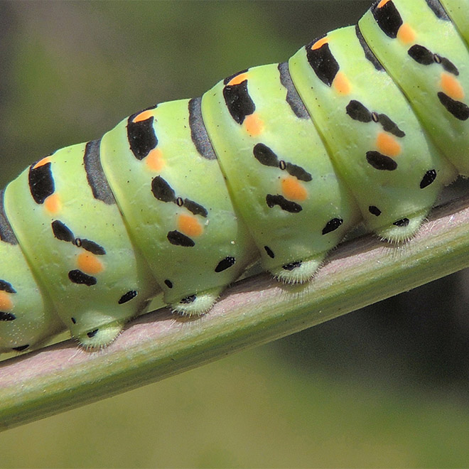 Did You Know That Caterpillars Have Adorable Tiny Feet?