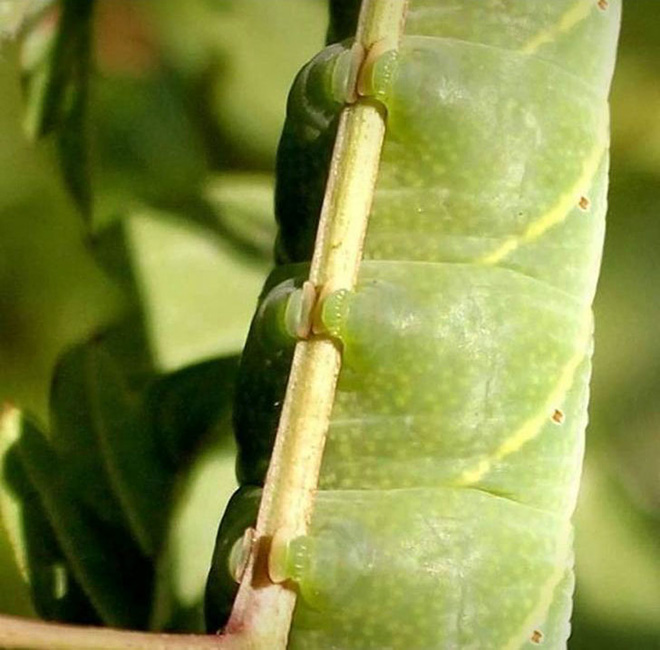 Did You Know That Caterpillars Have Adorable Tiny Feet?