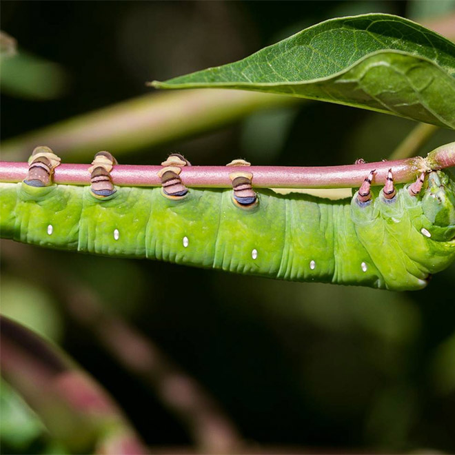 Did You Know That Caterpillars Have Adorable Tiny Feet?