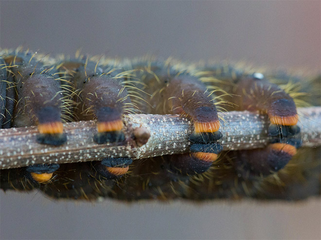 Did You Know That Caterpillars Have Adorable Tiny Feet?