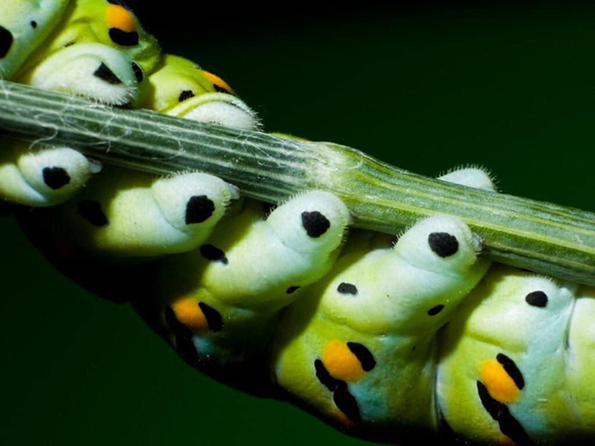 Did You Know That Caterpillars Have Adorable Tiny Feet?