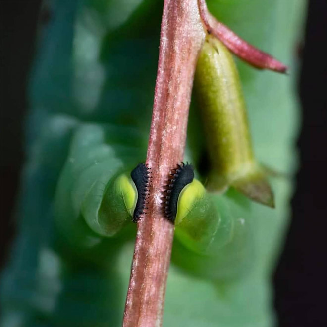 Did You Know That Caterpillars Have Adorable Tiny Feet?