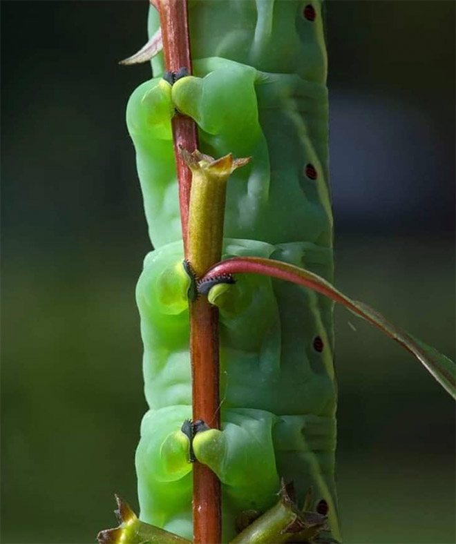 Did You Know That Caterpillars Have Adorable Tiny Feet?