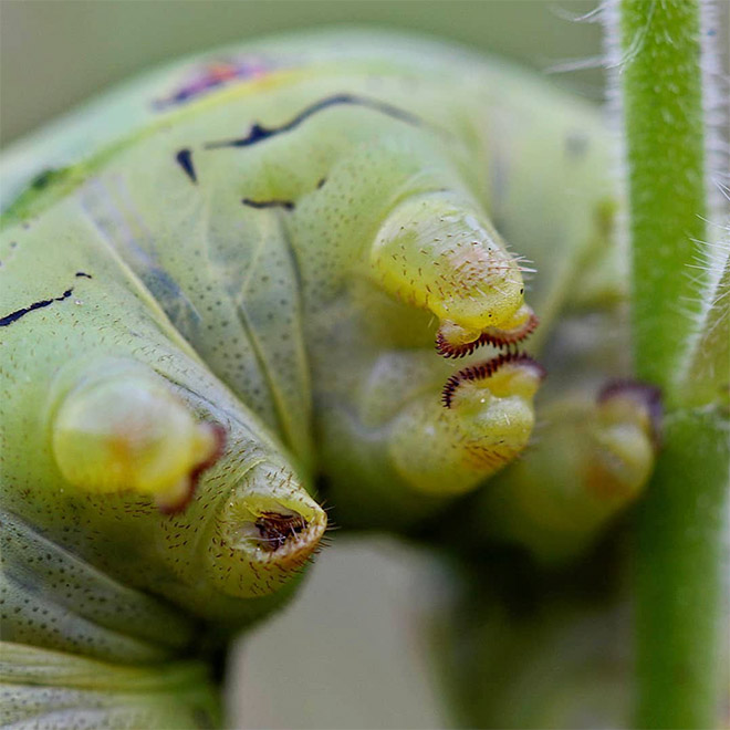 Did You Know That Caterpillars Have Adorable Tiny Feet?