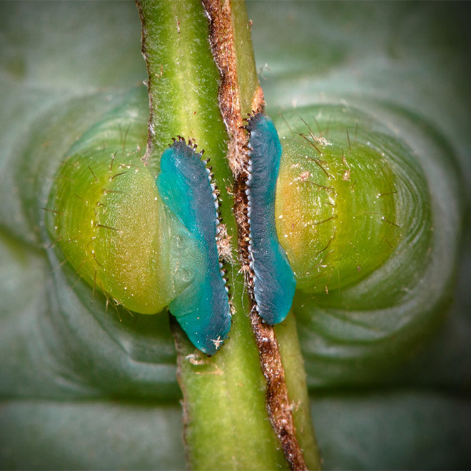 Did You Know That Caterpillars Have Adorable Tiny Feet?