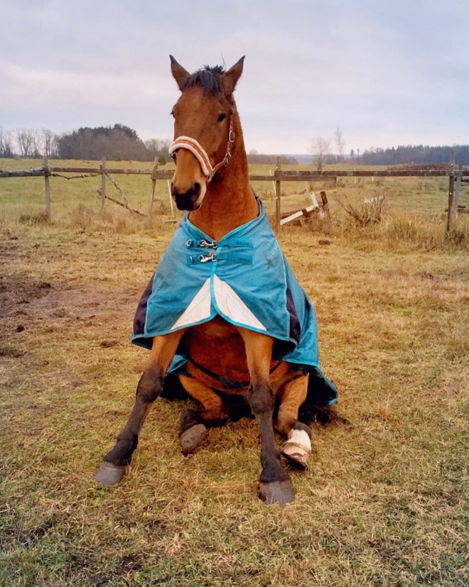 Did You Know That Some Horses Sit Like Dogs?
