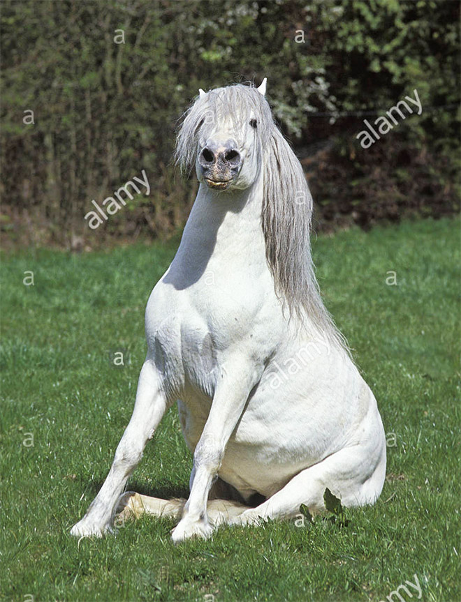 Did You Know That Some Horses Sit Like Dogs?