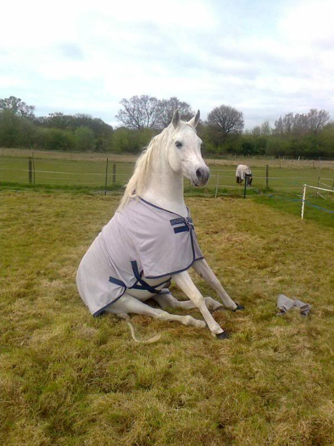 Did You Know That Some Horses Sit Like Dogs?