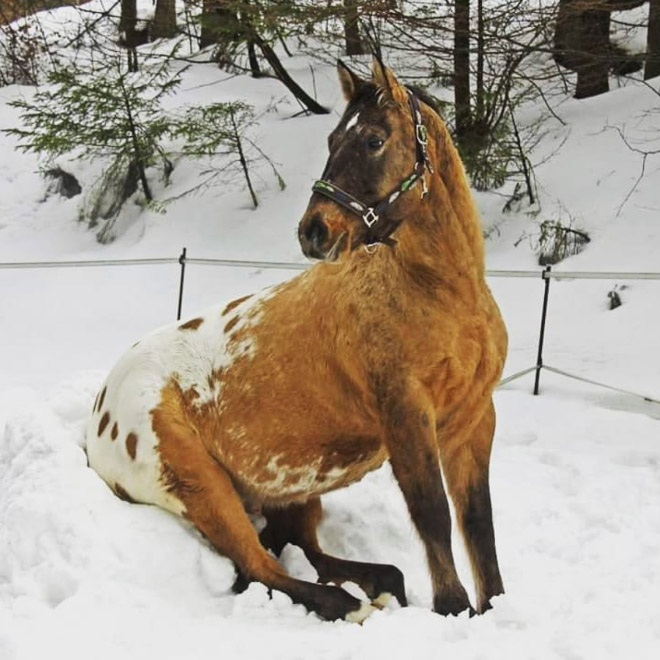Did You Know That Some Horses Sit Like Dogs?