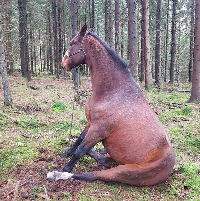 Did You Know That Some Horses Sit Like Dogs?
