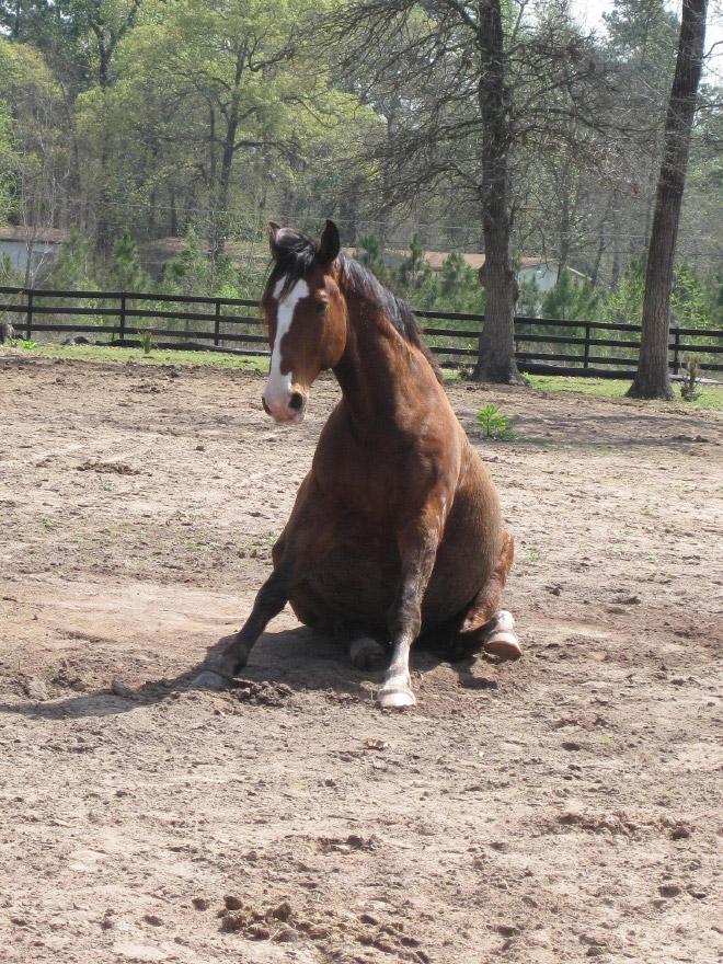 Did You Know That Some Horses Sit Like Dogs?