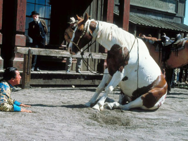 Did You Know That Some Horses Sit Like Dogs?