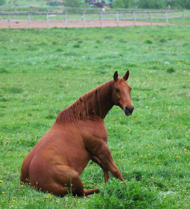 Did You Know That Some Horses Sit Like Dogs?