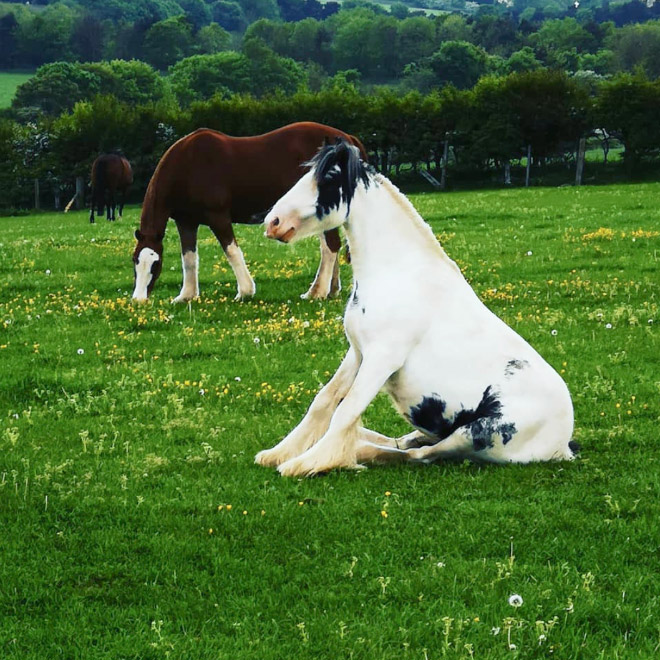Did You Know That Some Horses Sit Like Dogs?