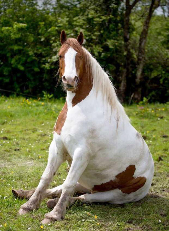 Did You Know That Some Horses Sit Like Dogs?