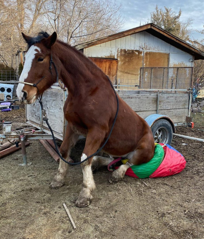 Did You Know That Some Horses Sit Like Dogs?