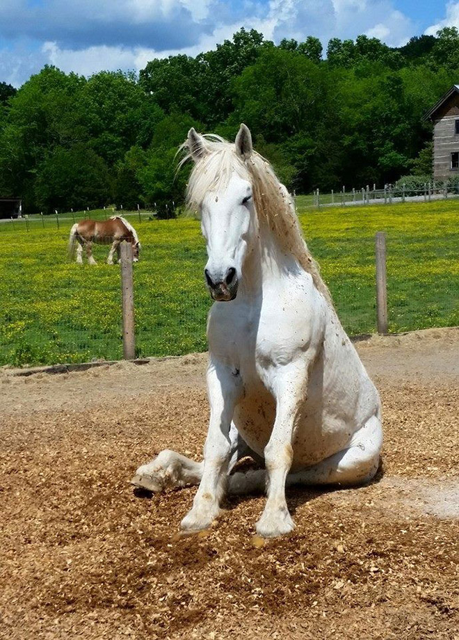 Did You Know That Some Horses Sit Like Dogs?