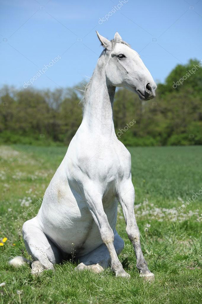 Did You Know That Some Horses Sit Like Dogs?