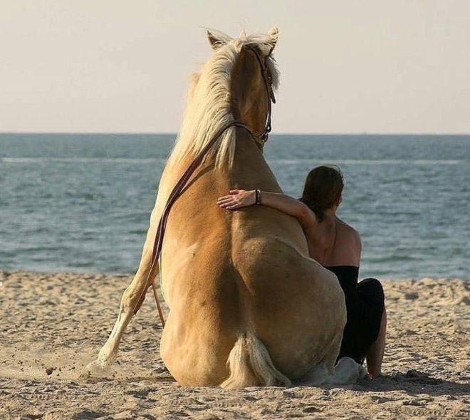 Did You Know That Some Horses Sit Like Dogs?