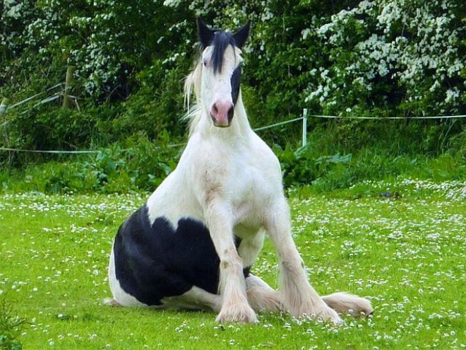 Did You Know That Some Horses Sit Like Dogs?