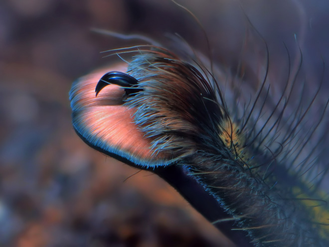 Did You Know That Spiders Have Adorable Tiny Paws?