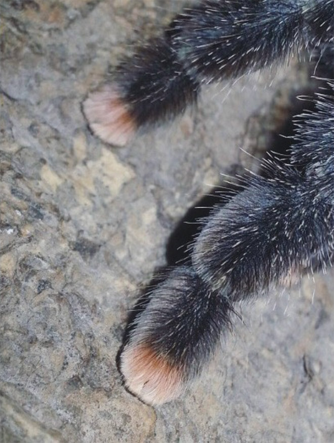 Did You Know That Spiders Have Adorable Tiny Paws?