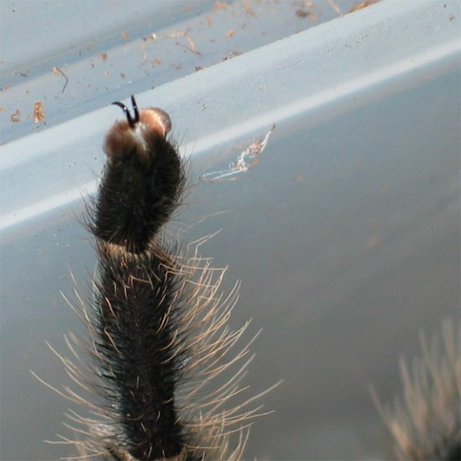 Did You Know That Spiders Have Adorable Tiny Paws?