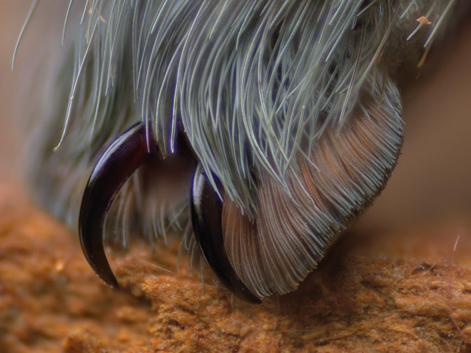 Did You Know That Spiders Have Adorable Tiny Paws?