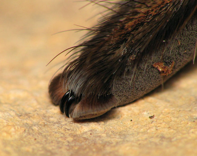 Did You Know That Spiders Have Adorable Tiny Paws?