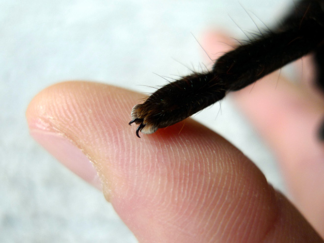 Did You Know That Spiders Have Adorable Tiny Paws?