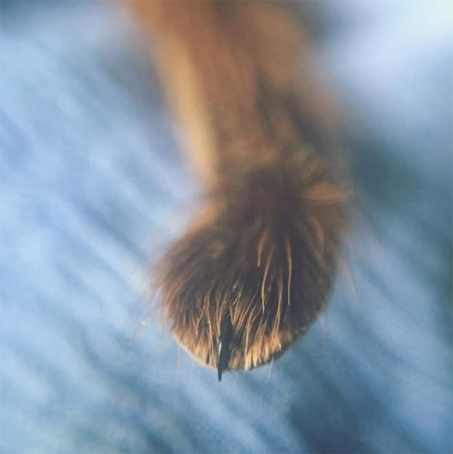 Did You Know That Spiders Have Adorable Tiny Paws?