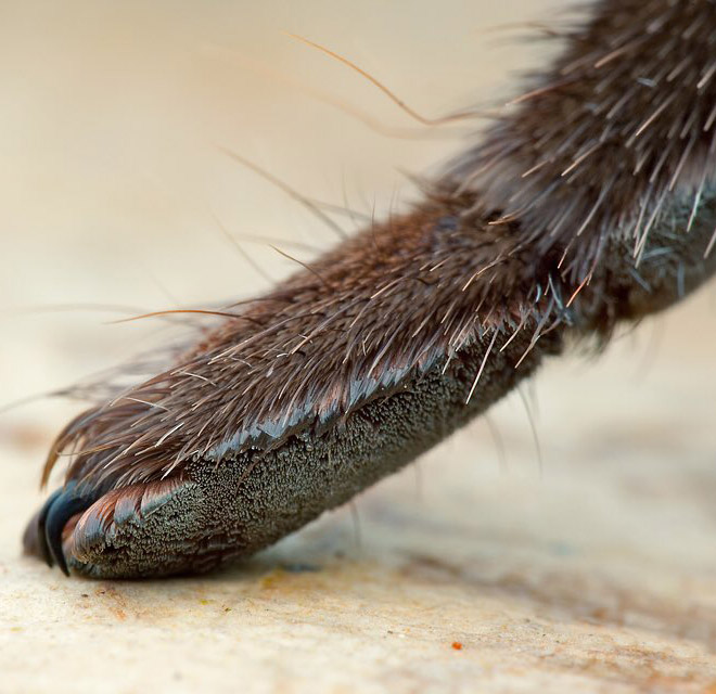 Did You Know That Spiders Have Adorable Tiny Paws?
