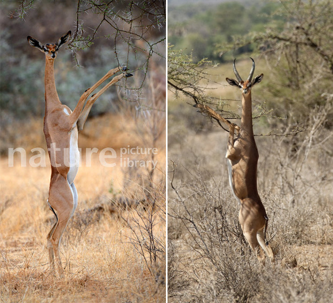 Did You Know That Standing Gazelles Look Hilarious?