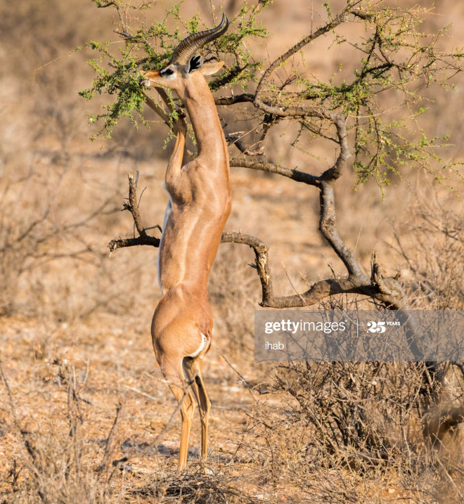 Did You Know That Standing Gazelles Look Hilarious?