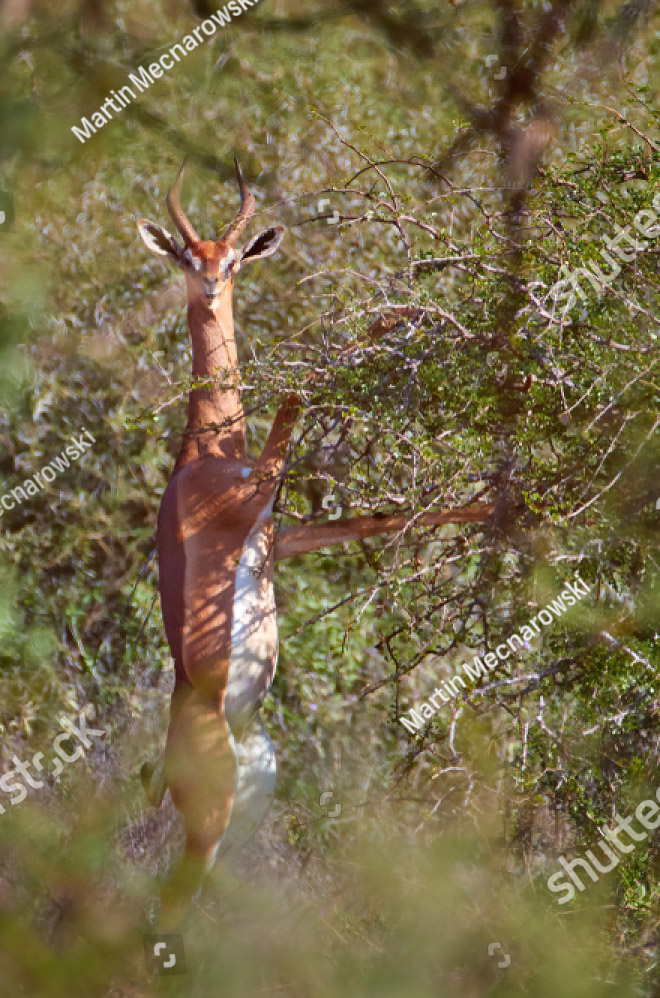 Did You Know That Standing Gazelles Look Hilarious?