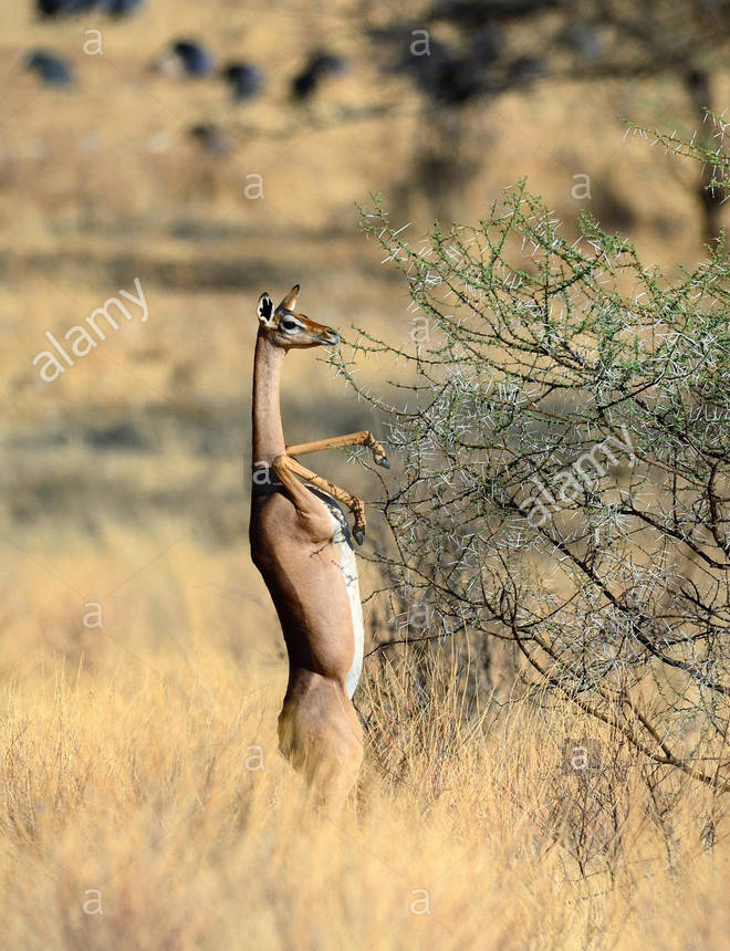 Did You Know That Standing Gazelles Look Hilarious?