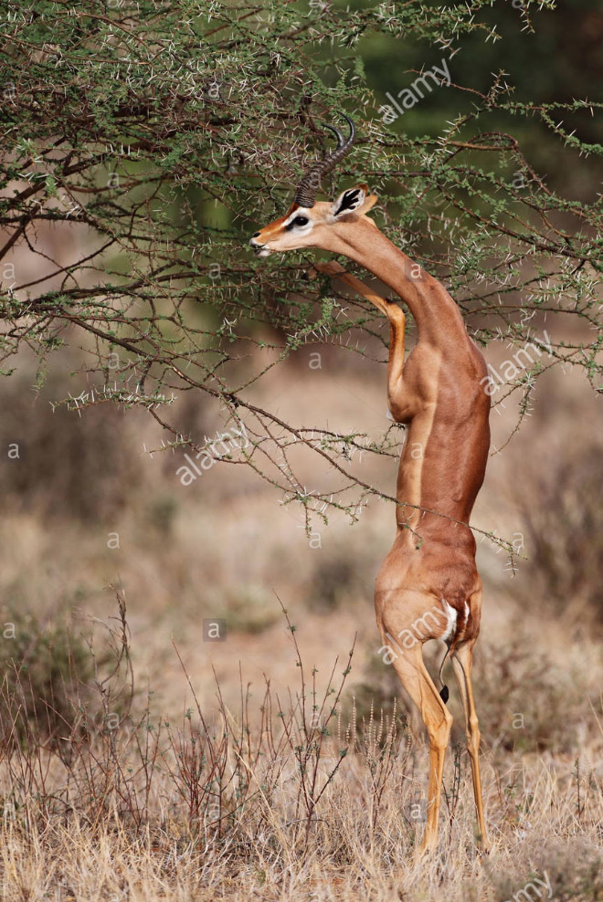 Did You Know That Standing Gazelles Look Hilarious?