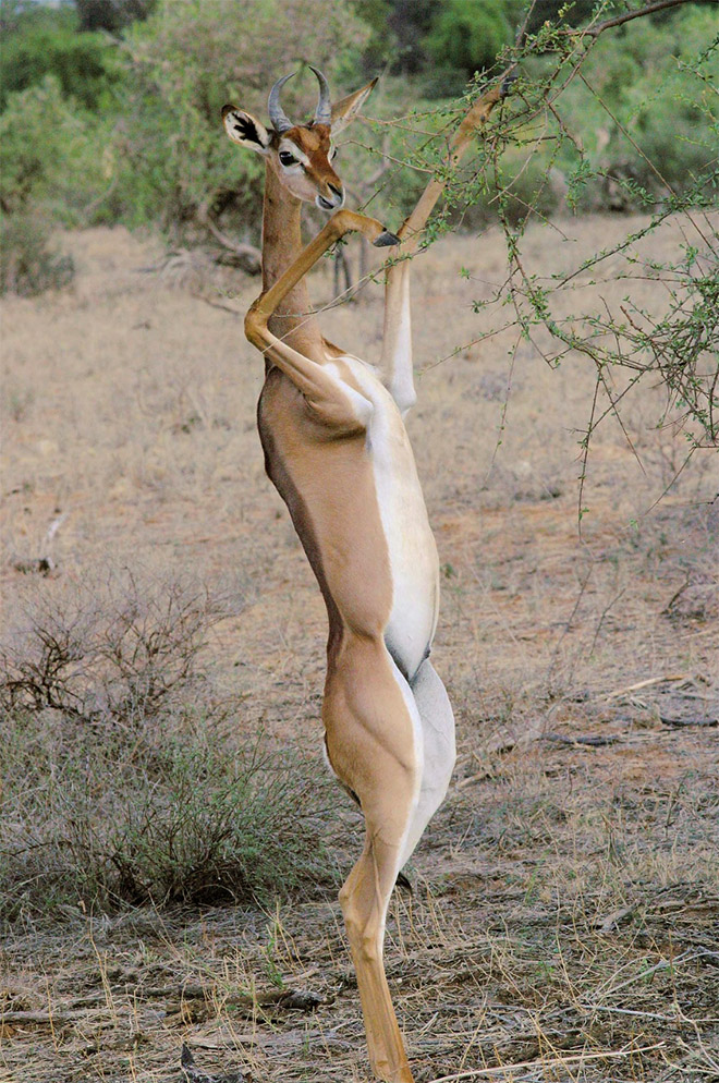 Did You Know That Standing Gazelles Look Hilarious?
