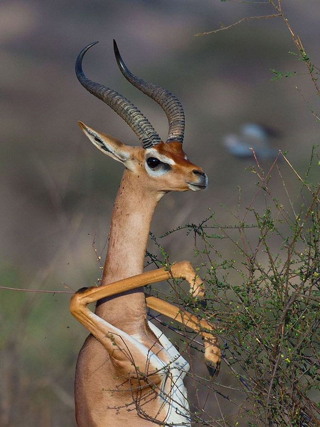 Did You Know That Standing Gazelles Look Hilarious?